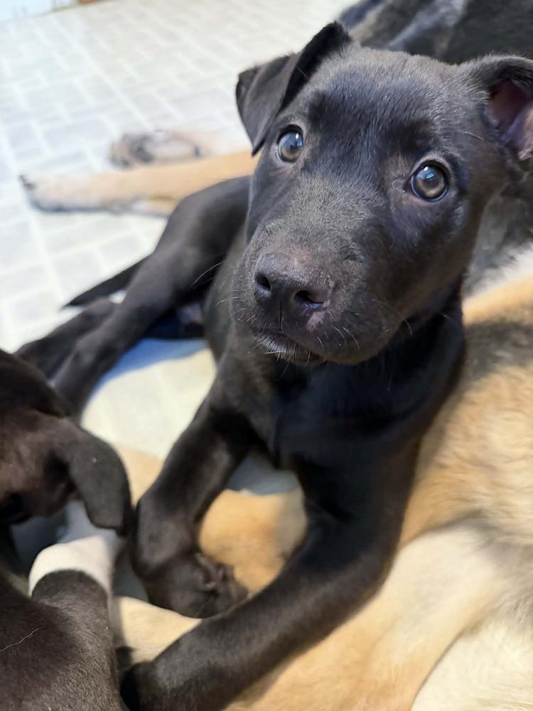 Enlarge Captain (Chain of Command Litter), a Adoptable mixed breed in New Albany, OH image 3/4