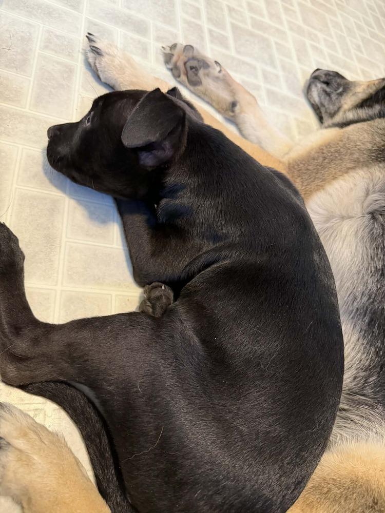 Enlarge Captain (Chain of Command Litter), a Adoptable mixed breed in New Albany, OH image 4/4