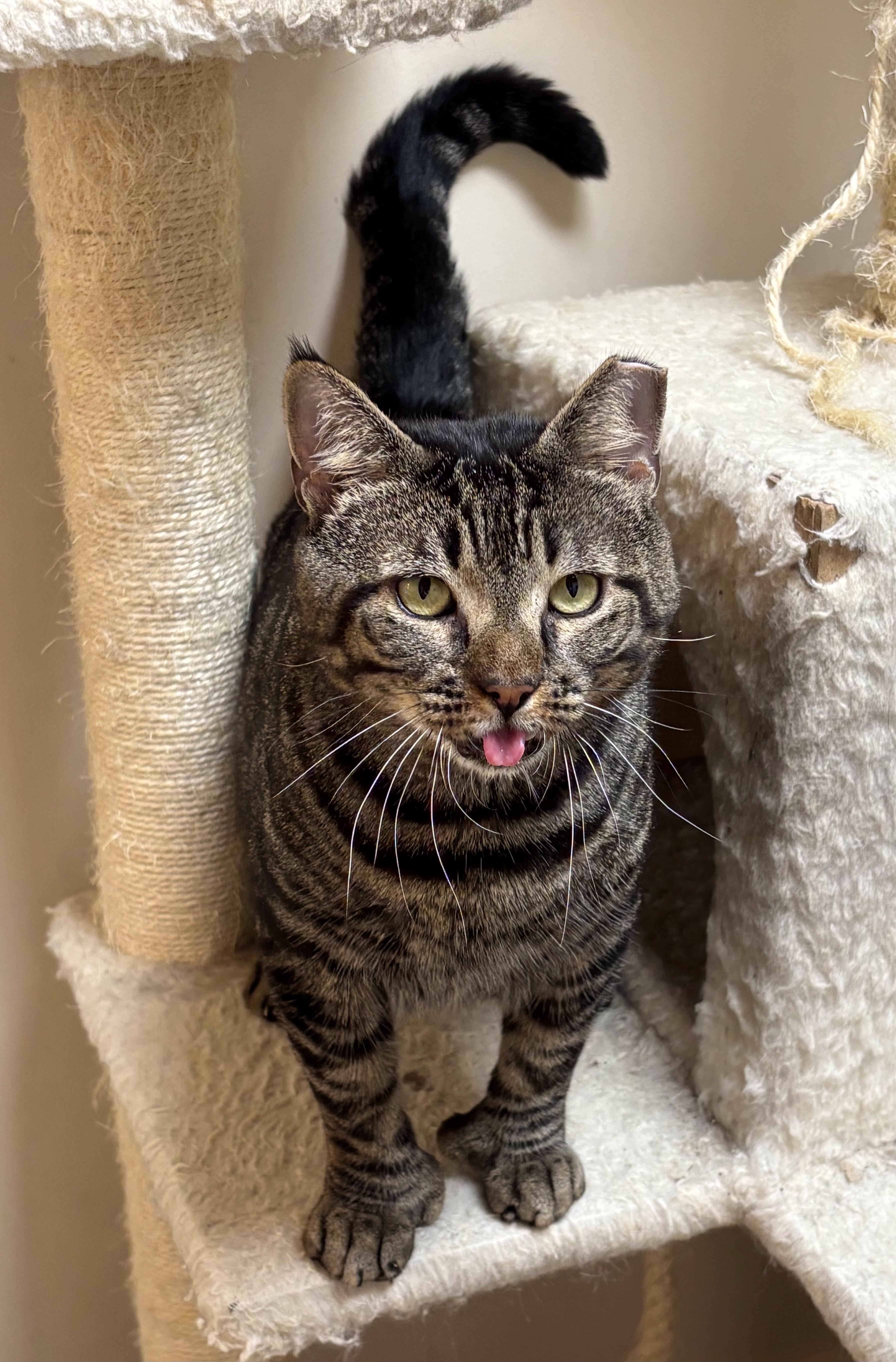 Enlarge General, a Adoptable Domestic Short Hair in staten island, NY image 1/2