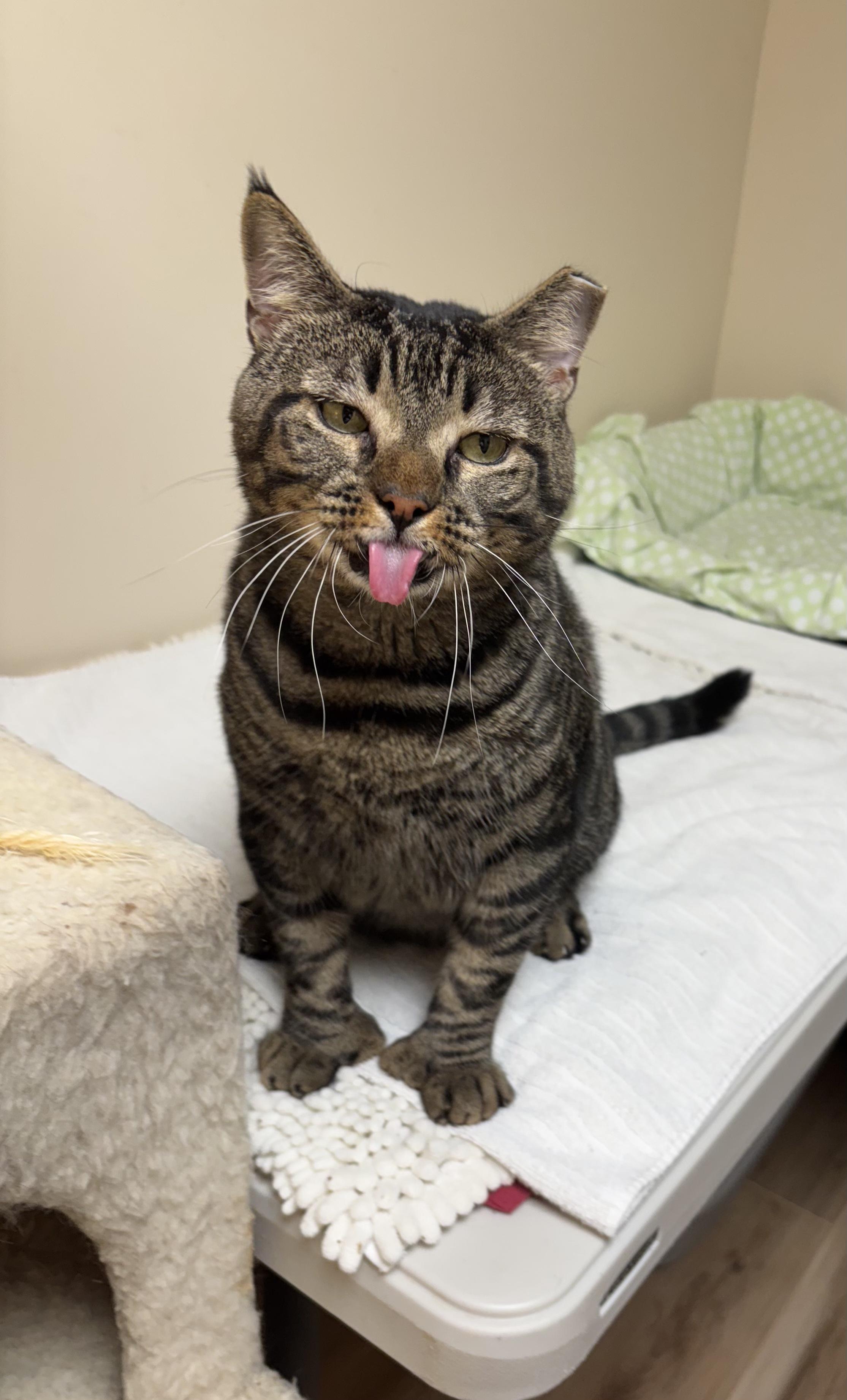 Enlarge General, a Adoptable Domestic Short Hair in staten island, NY image 2/2