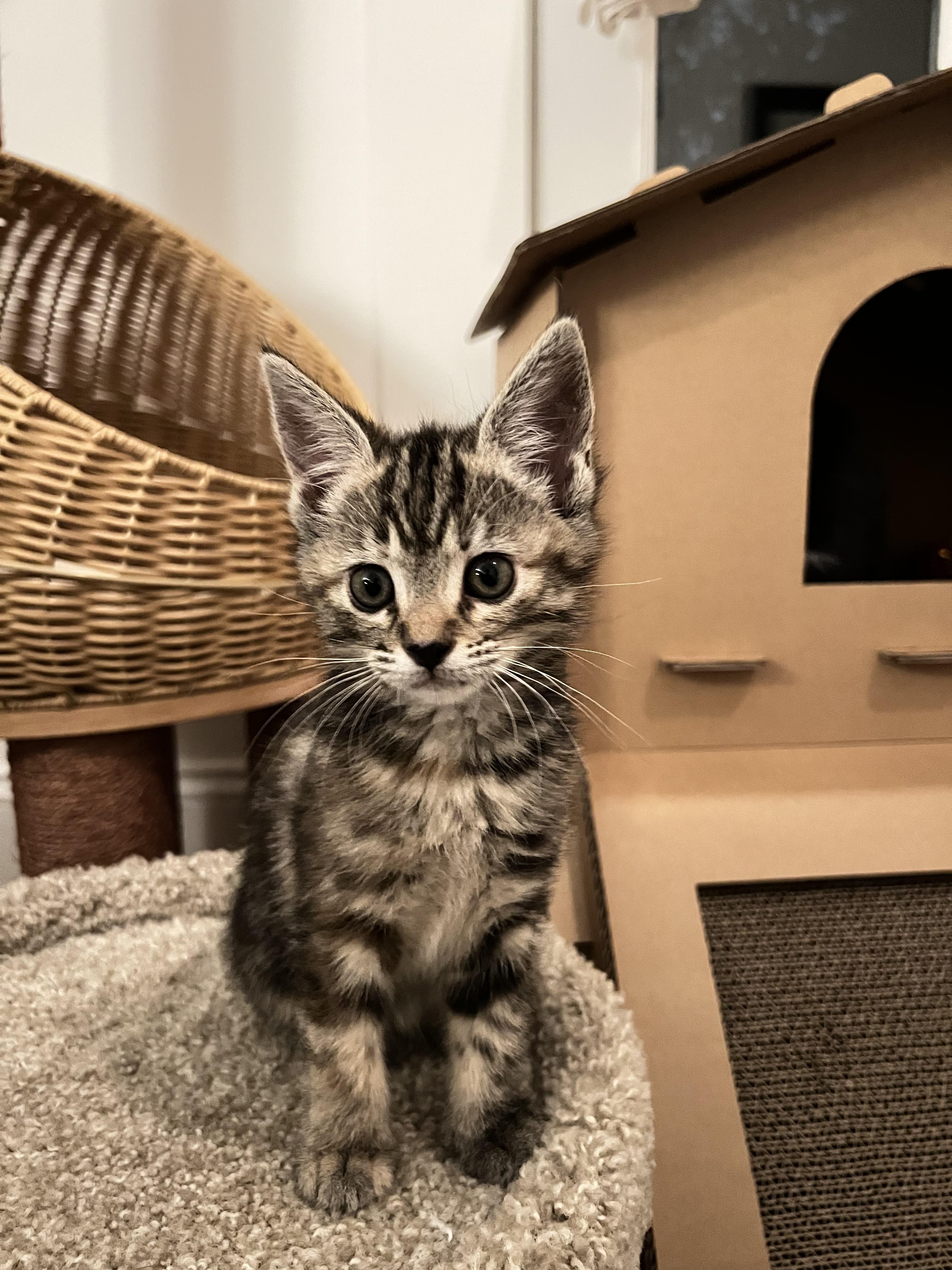 Betty (bonded w/Tippie)