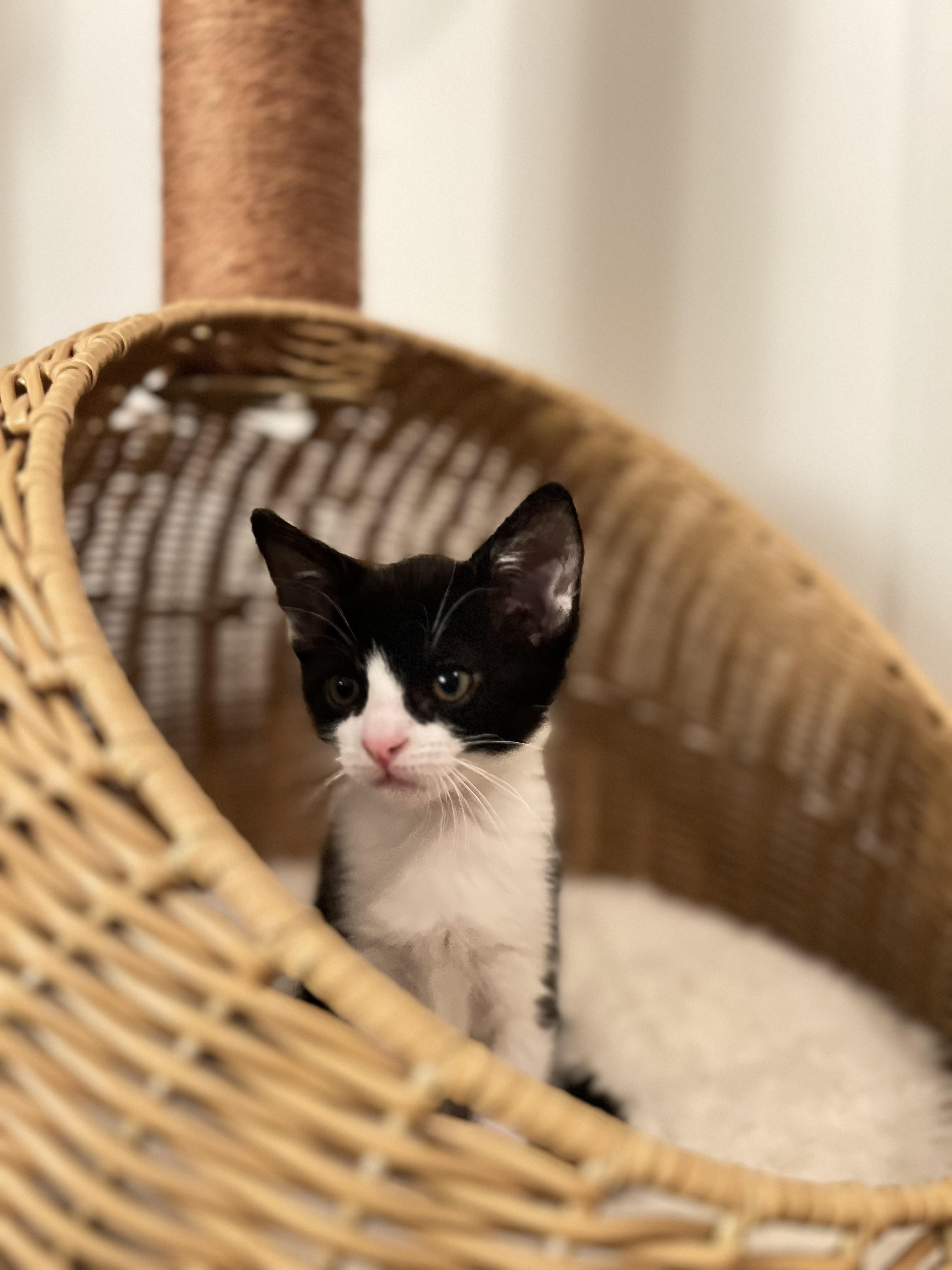 Enlarge Betty (bonded w/Tippie), a Adoptable Tuxedo in Los Angeles, CA image 2/2