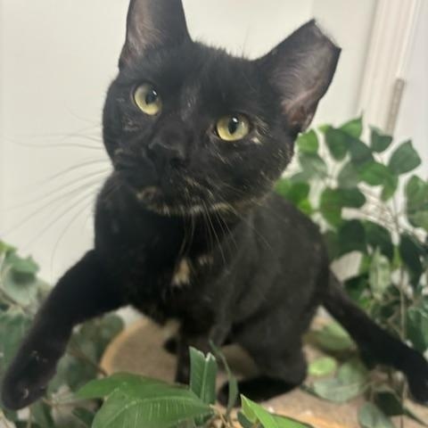 Splash Pad, a Adoptable Domestic Short Hair in Hudsonville, MI image 2/6