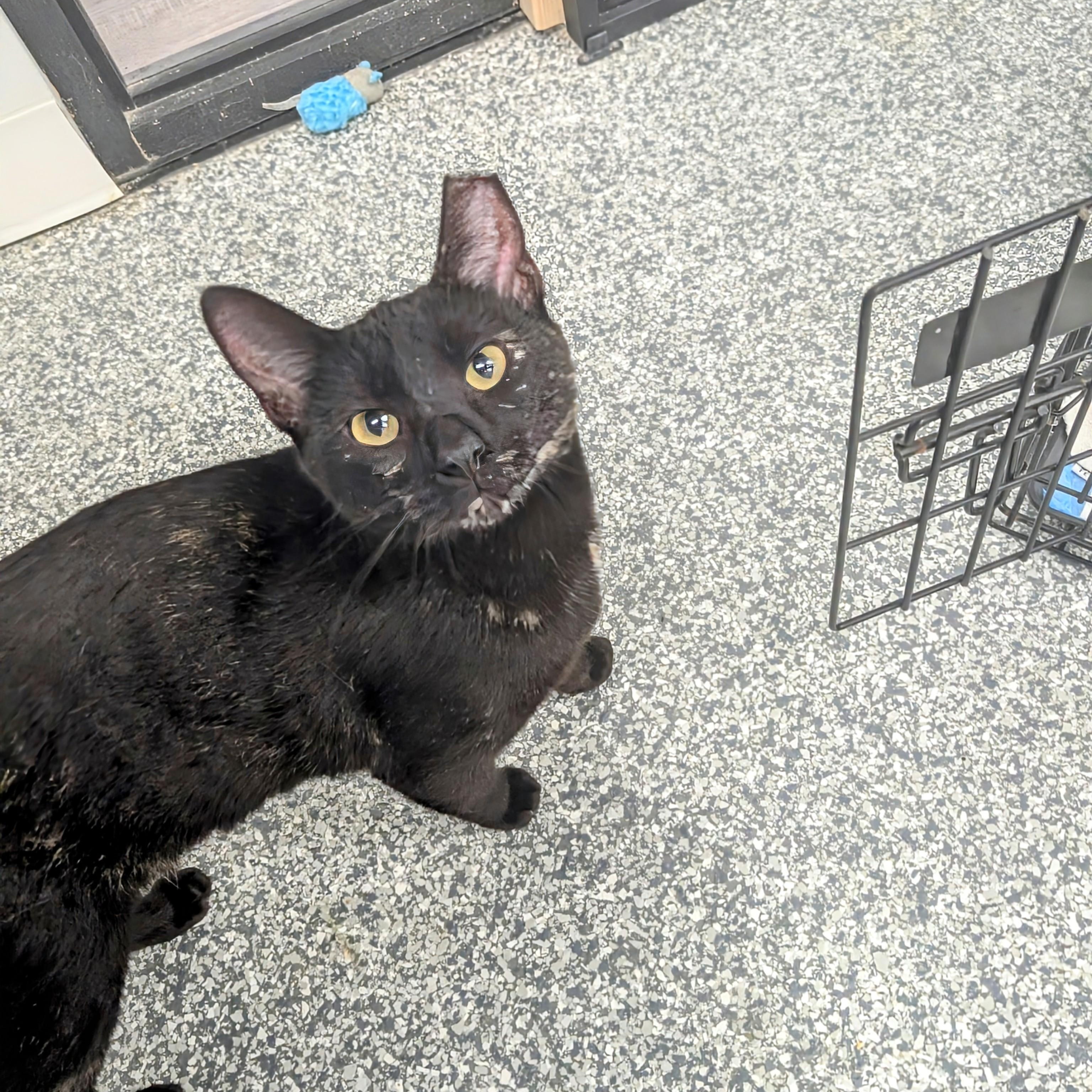 Splash Pad, a Adoptable Domestic Short Hair in Hudsonville, MI image 4/6