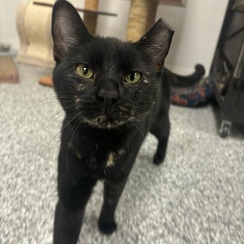 Splash Pad, a Adoptable Domestic Short Hair in Hudsonville, MI image 3/6