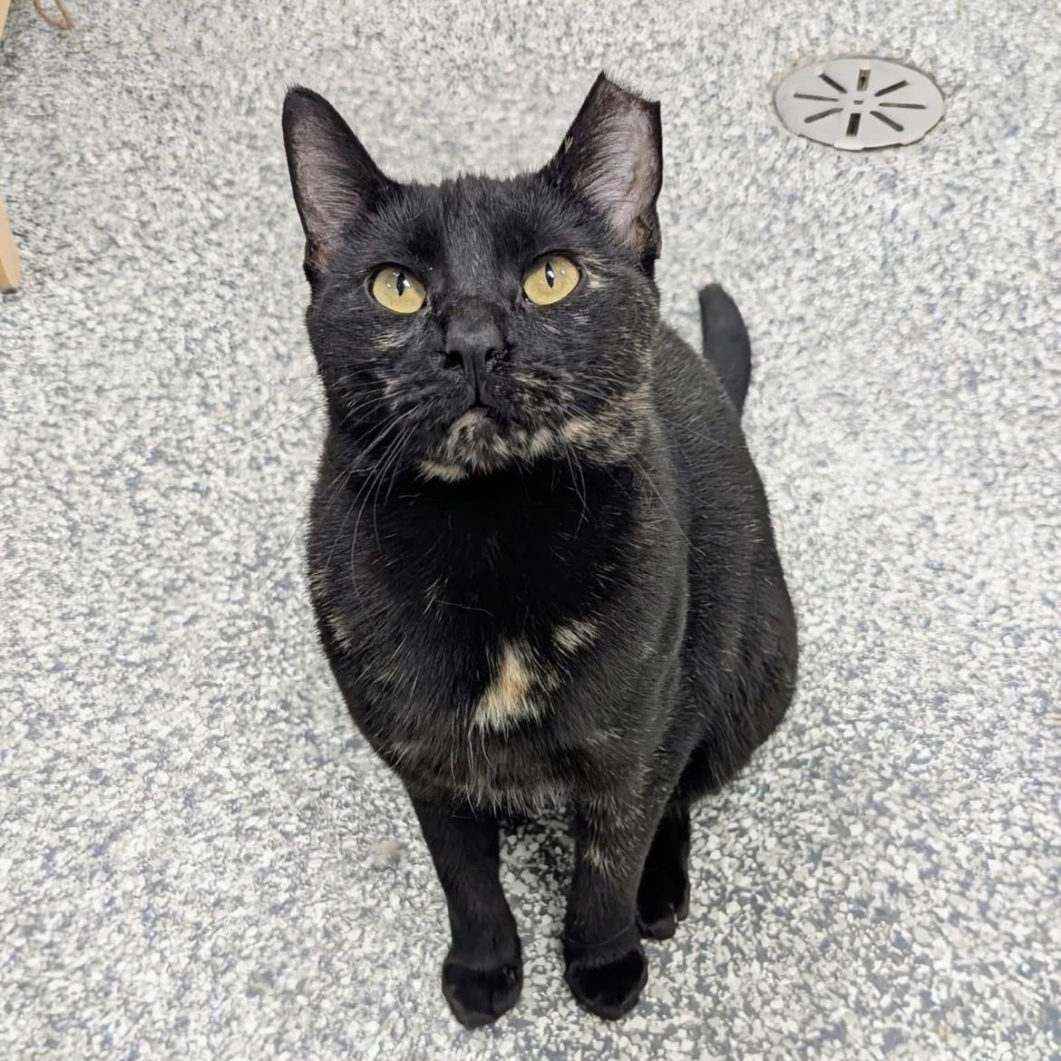 Splash Pad, Adoptable, Young Female Domestic Short Hair.