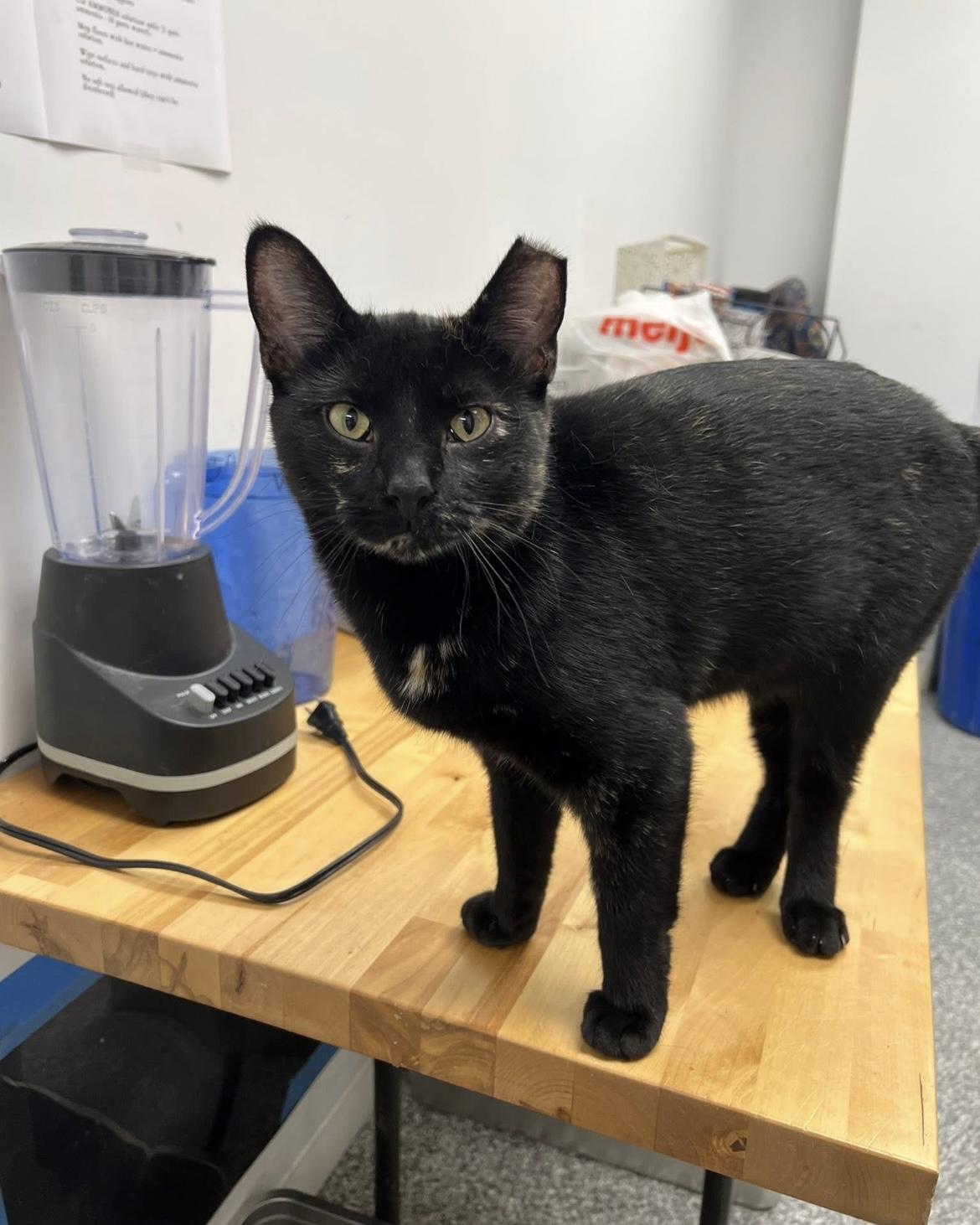 Splash Pad, a Adoptable Domestic Short Hair in Hudsonville, MI image 6/6