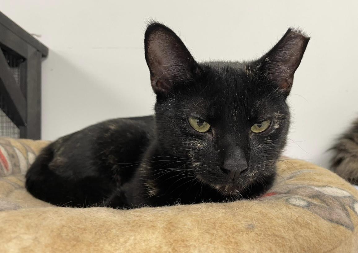 Splash Pad, a Adoptable Domestic Short Hair in Hudsonville, MI image 5/6