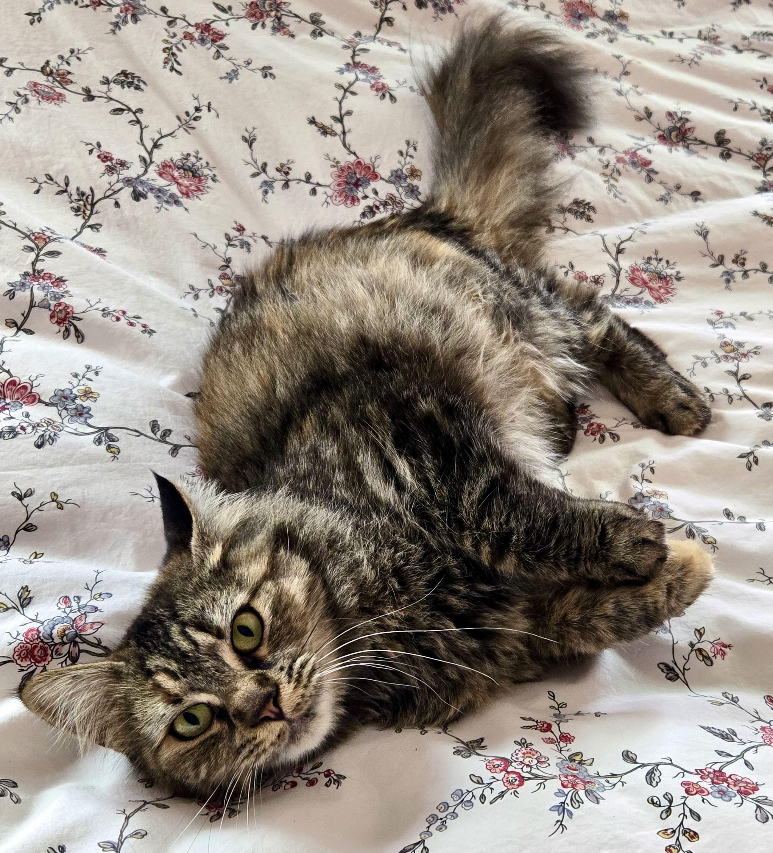 Coconut, an adoptable Domestic Medium Hair, Tabby in Hood River, OR, 97031 | Photo Image 1