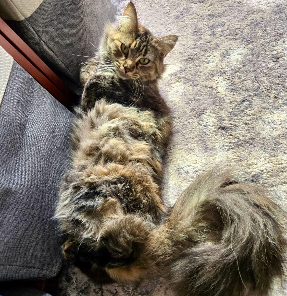 Coconut, an adoptable Domestic Medium Hair, Tabby in Hood River, OR, 97031 | Photo Image 4