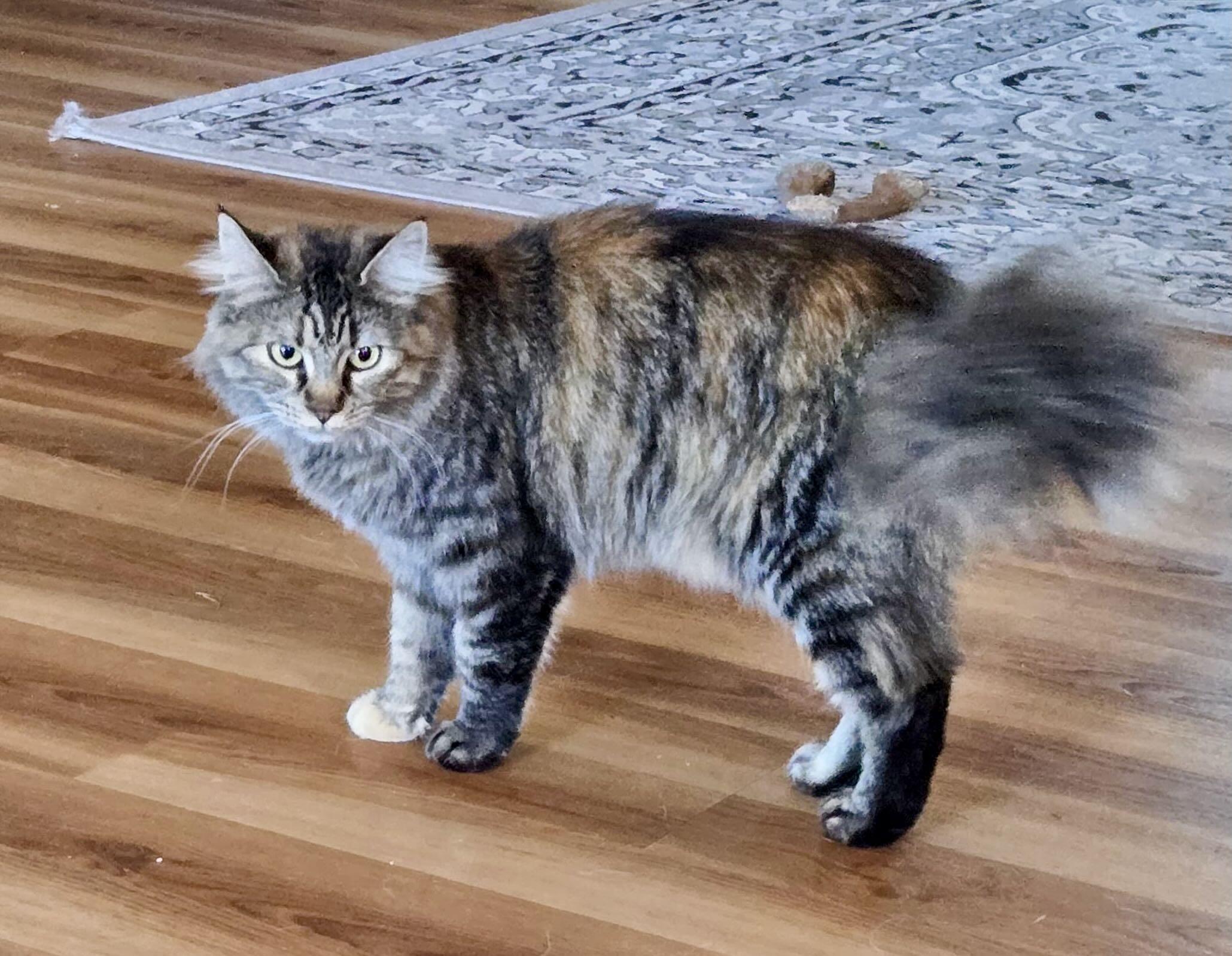 Coconut, an adoptable Domestic Medium Hair, Tabby in Hood River, OR, 97031 | Photo Image 2