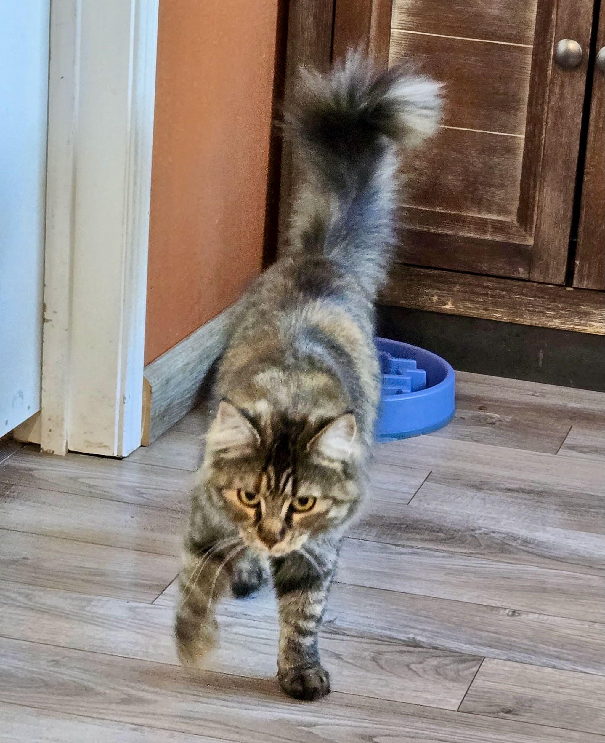 Coconut, an adoptable Domestic Medium Hair, Tabby in Hood River, OR, 97031 | Photo Image 5