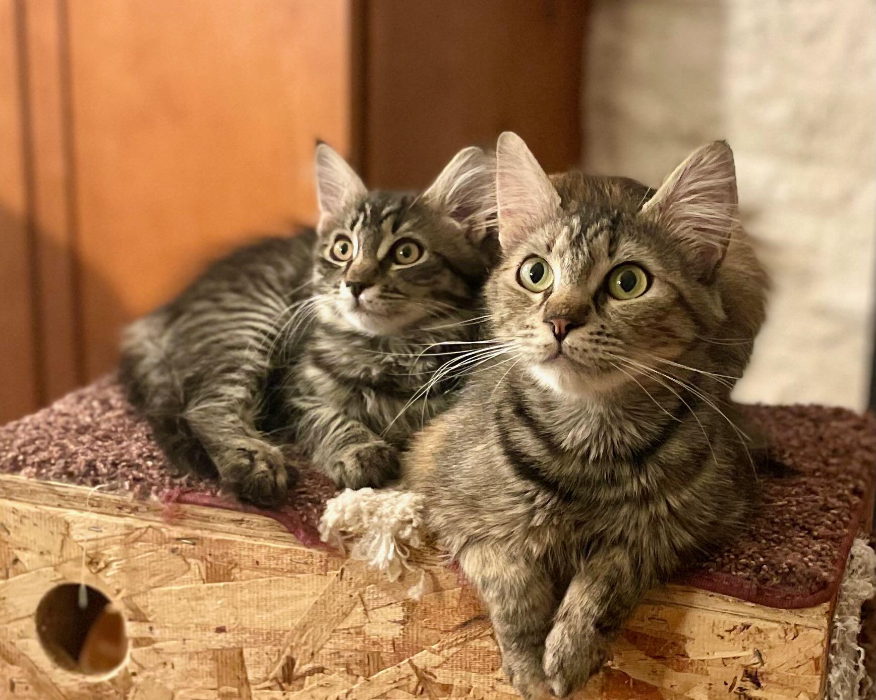 Coconut & Chestnut, Young Female Domestic Long Hair