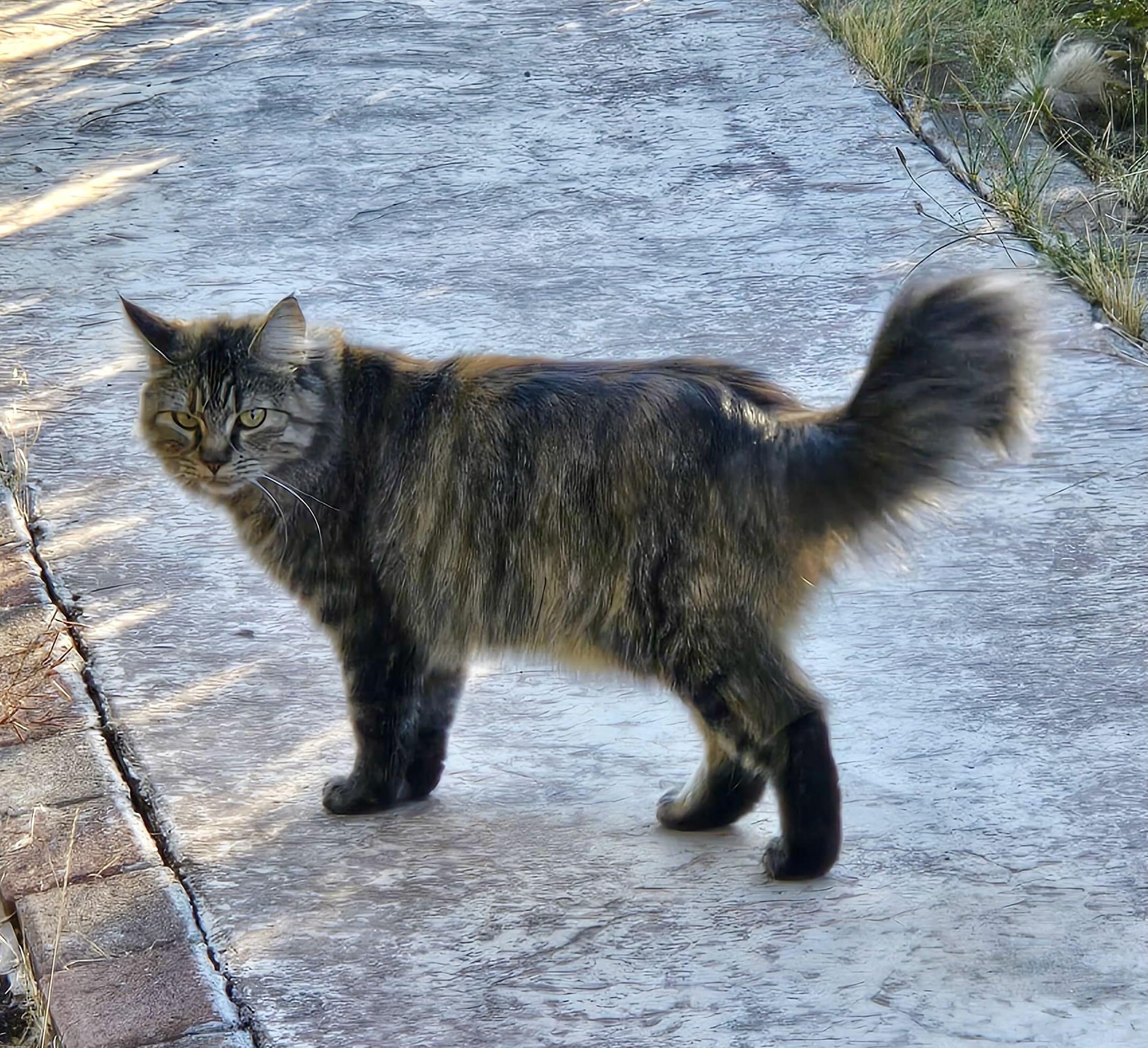 Coconut, an adoptable Domestic Medium Hair, Tabby in Hood River, OR, 97031 | Photo Image 3