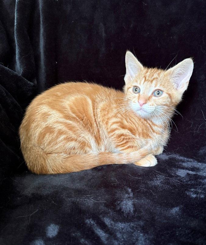Enlarge Grits26, a Adoptable mixed breed in Nashville, TN image 1/3