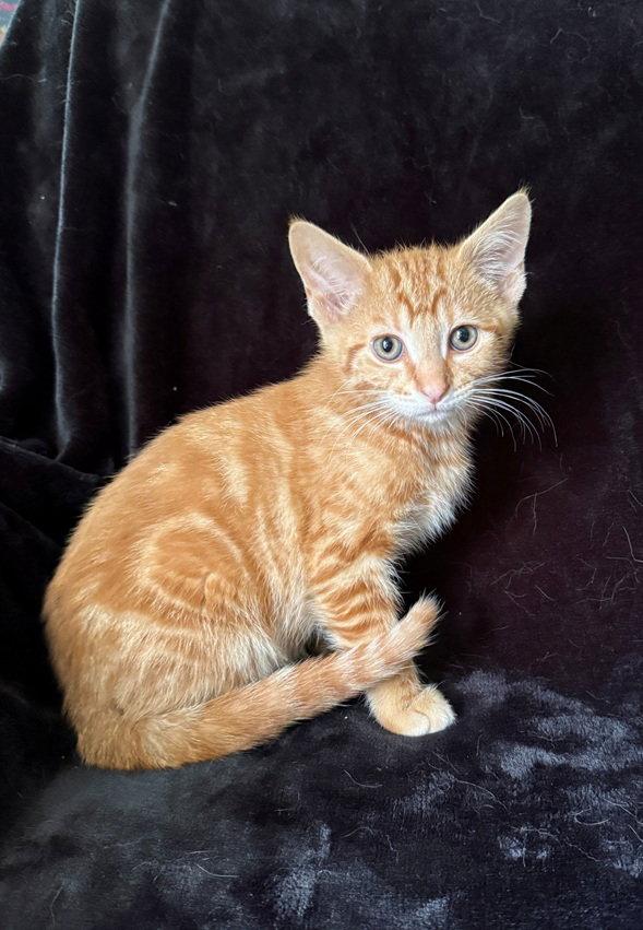 Enlarge Grits26, a Adoptable mixed breed in Nashville, TN image 2/3
