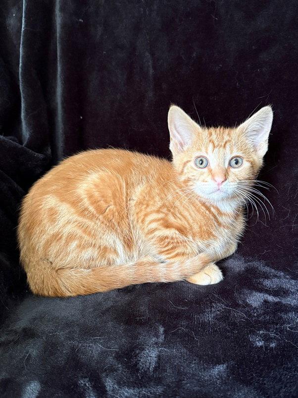 Enlarge Grits26, a Adoptable mixed breed in Nashville, TN image 3/3