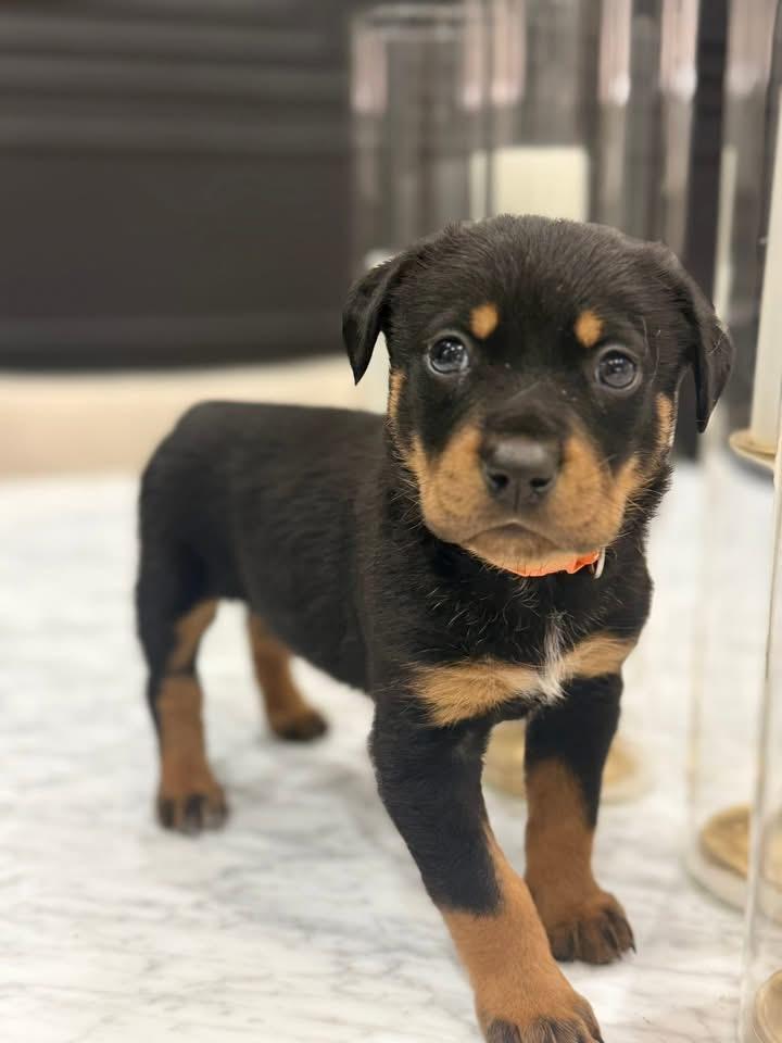 Enlarge Breck (Apres pup) , an adopted mixed breed in Mount Juliet, TN image 2/3