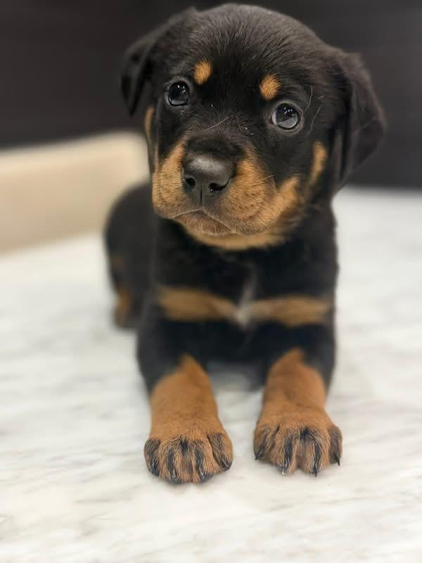 Enlarge Breck (Apres pup) , an adopted mixed breed in Mount Juliet, TN image 1/3