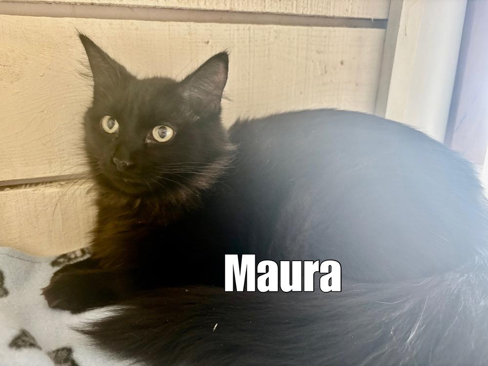 Maura ~ Available at PetSmart Warsaw, IN!!, Adopted, Adult Female Domestic Medium Hair.