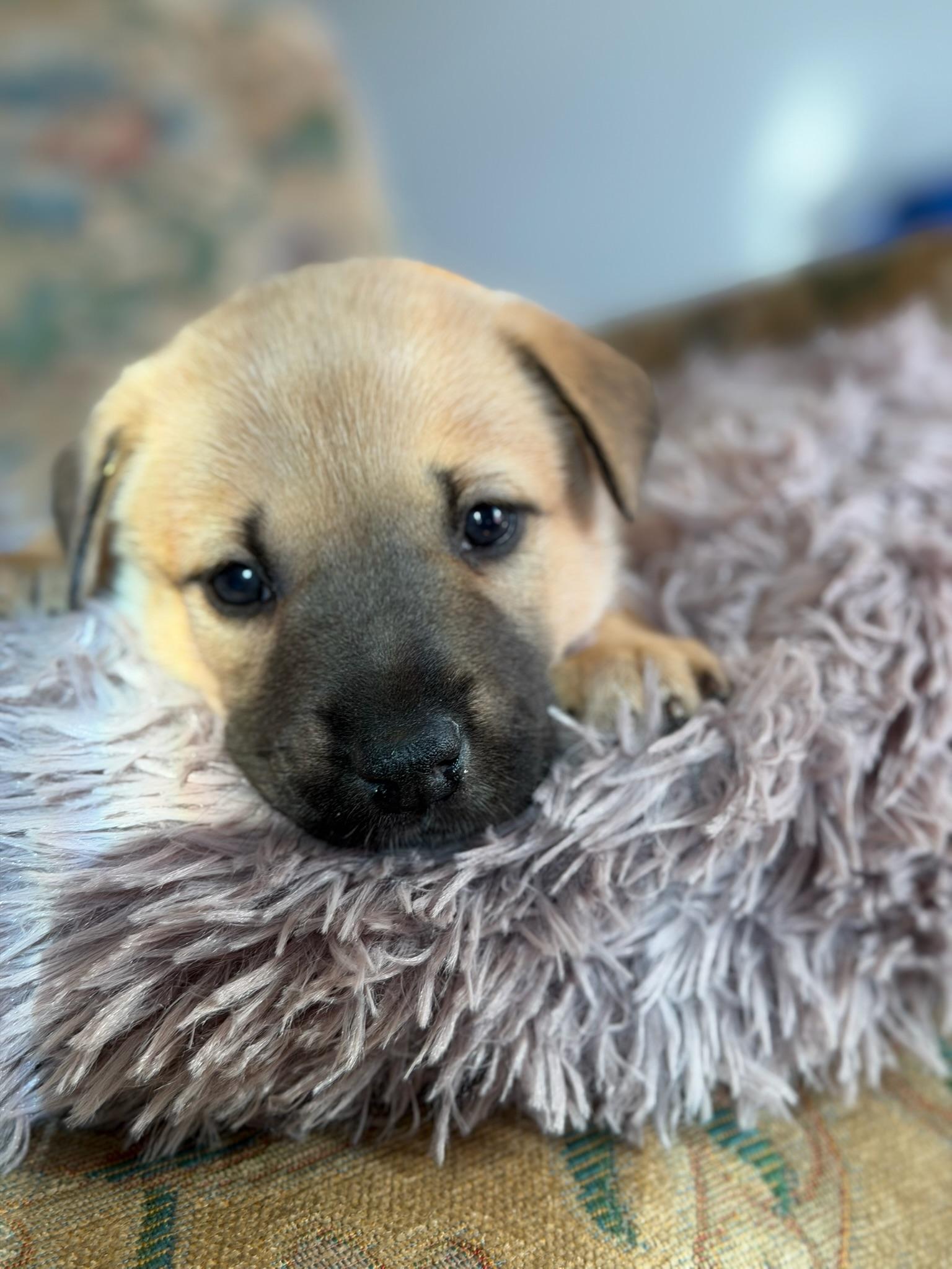 Carolina, adopted, Puppy Female Staffordshire Bull Terrier.