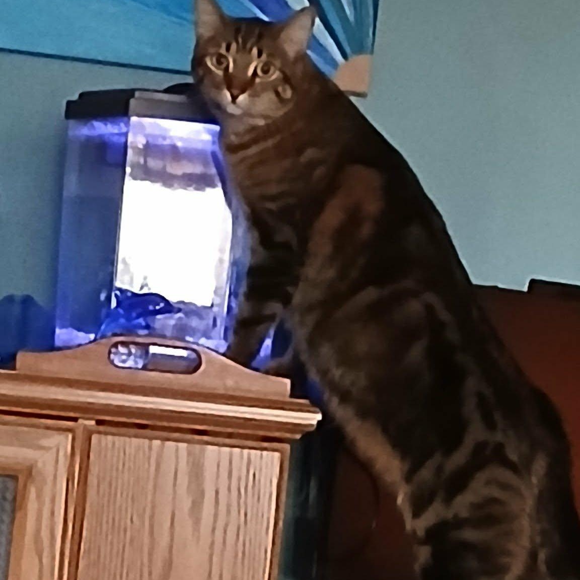 Enlarge Sugar - A Sweet Lady!, a ADOPTABLE Tabby in Hamilton, ON image 2/2