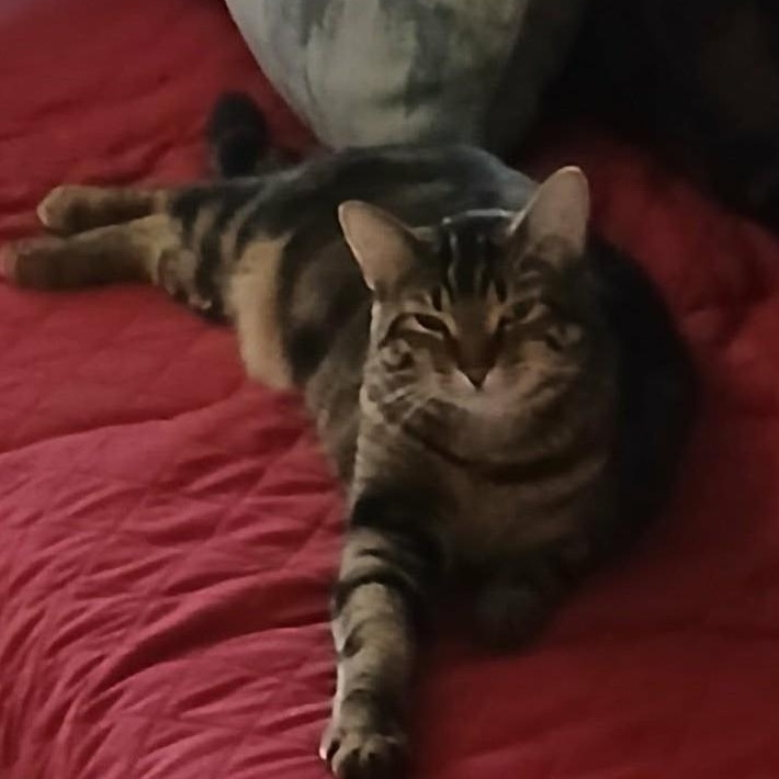 Sugar - A Sweet Lady!, ADOPTABLE, Young Female Tabby.