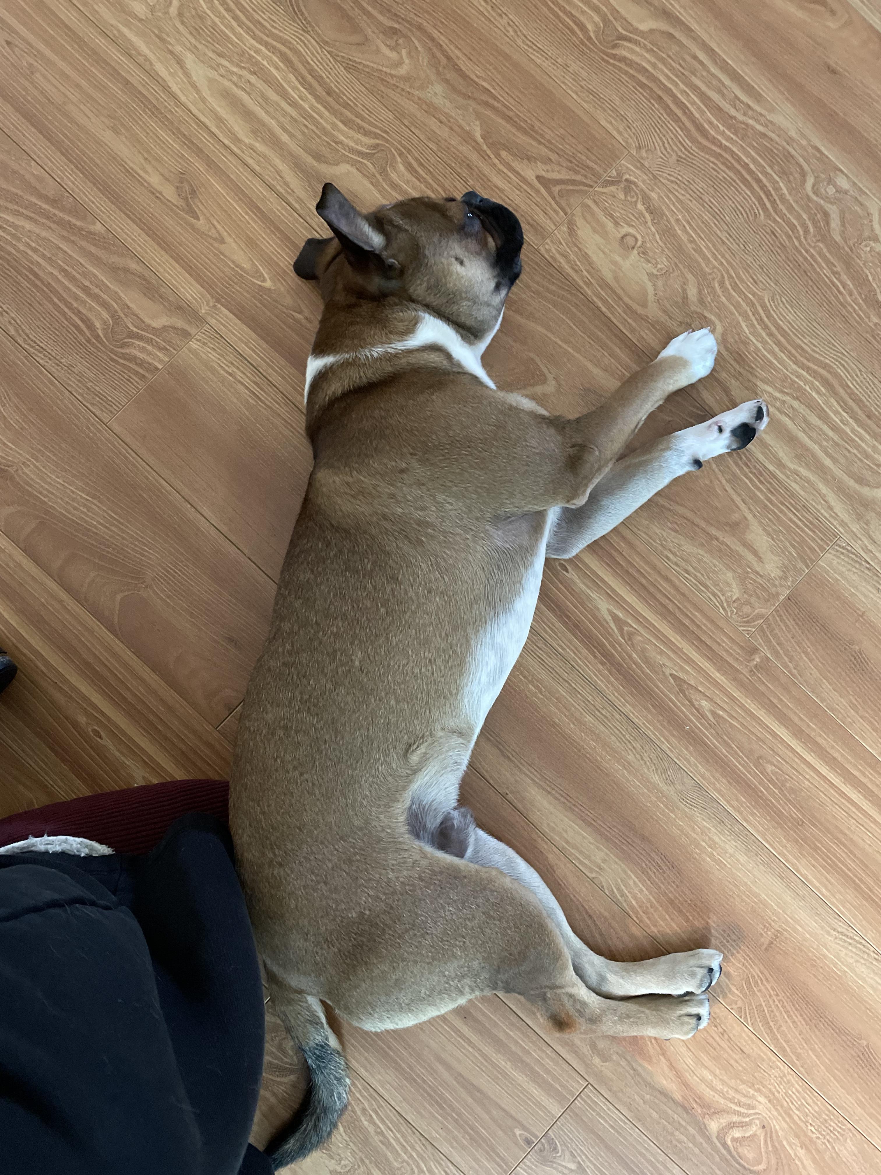 Enlarge Champ, a Adoptable mixed breed in Lake Cowichan, BC image 5/5