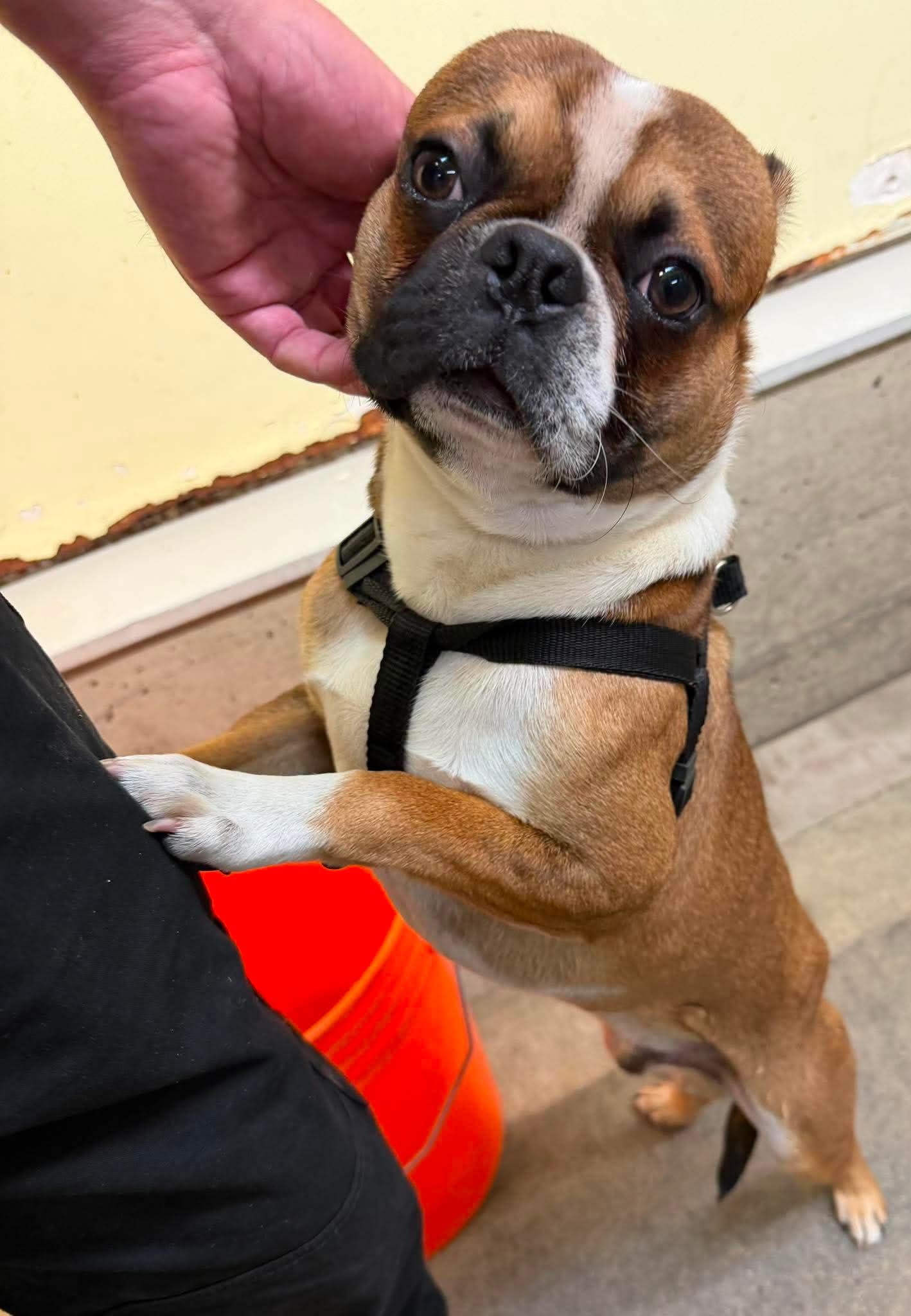 Enlarge Champ, a Adoptable mixed breed in Lake Cowichan, BC image 4/5