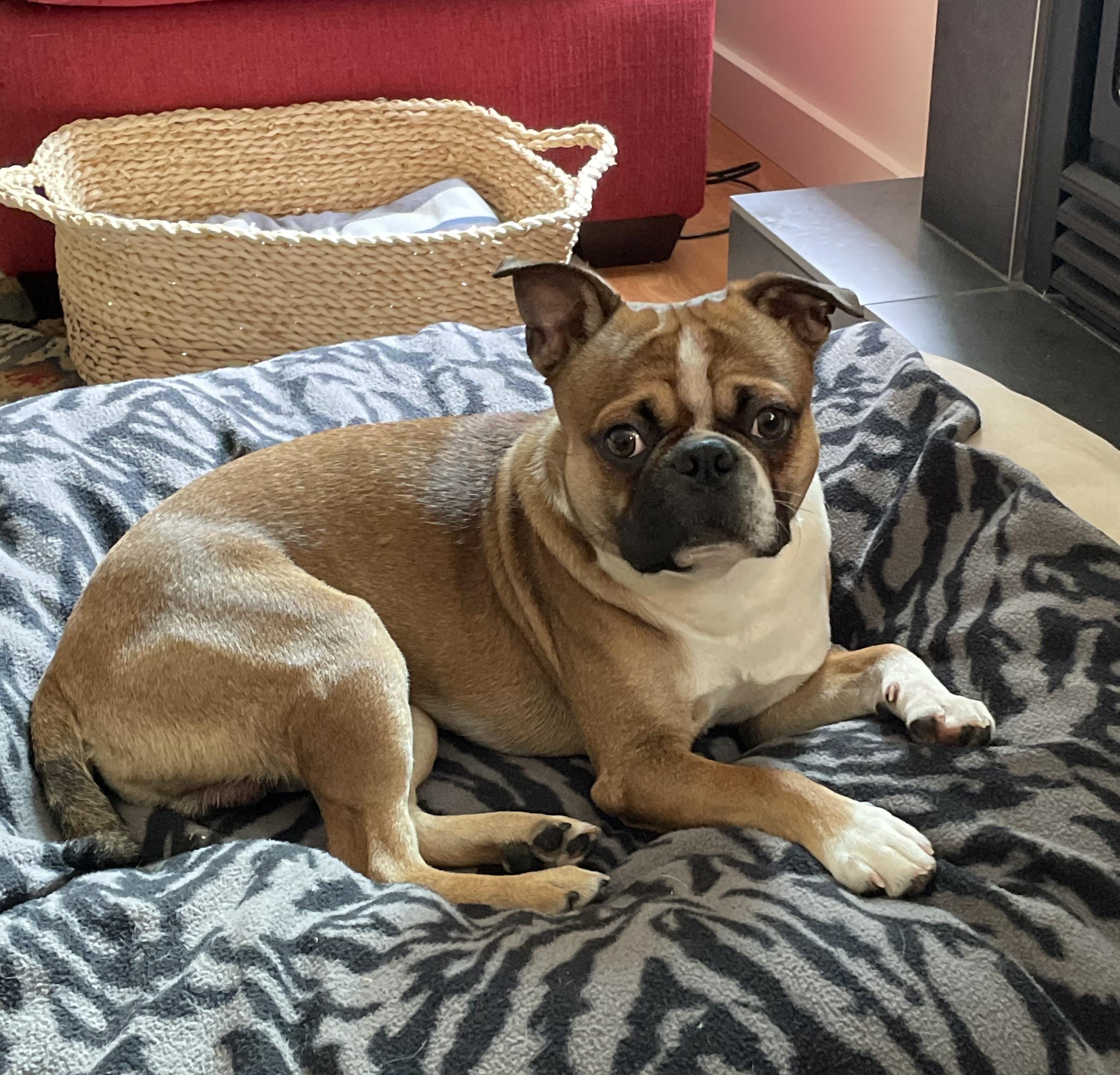 Enlarge Champ, a Adoptable mixed breed in Lake Cowichan, BC image 1/5