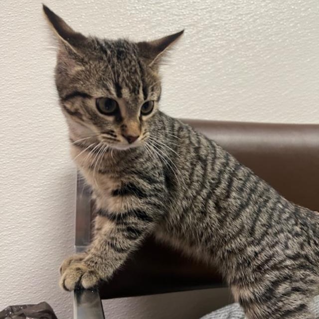 Ruthie, adopted, Kitten Female Domestic Short Hair.