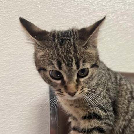 Enlarge Ruthie, an adopted Domestic Short Hair in Kankakee, IL image 4/4