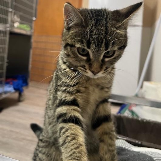 Enlarge Ruthie, an adopted Domestic Short Hair in Kankakee, IL image 2/4