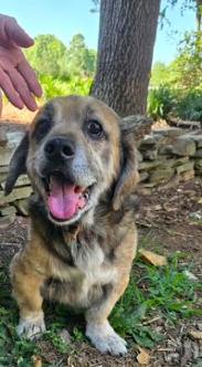 Hushpuppy, Adoptable, Senior Male Beagle.