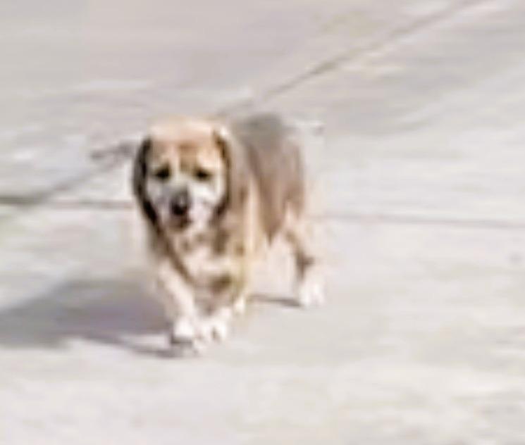Hushpuppy, a Adoptable mixed breed in Mocksville, NC image 2/2