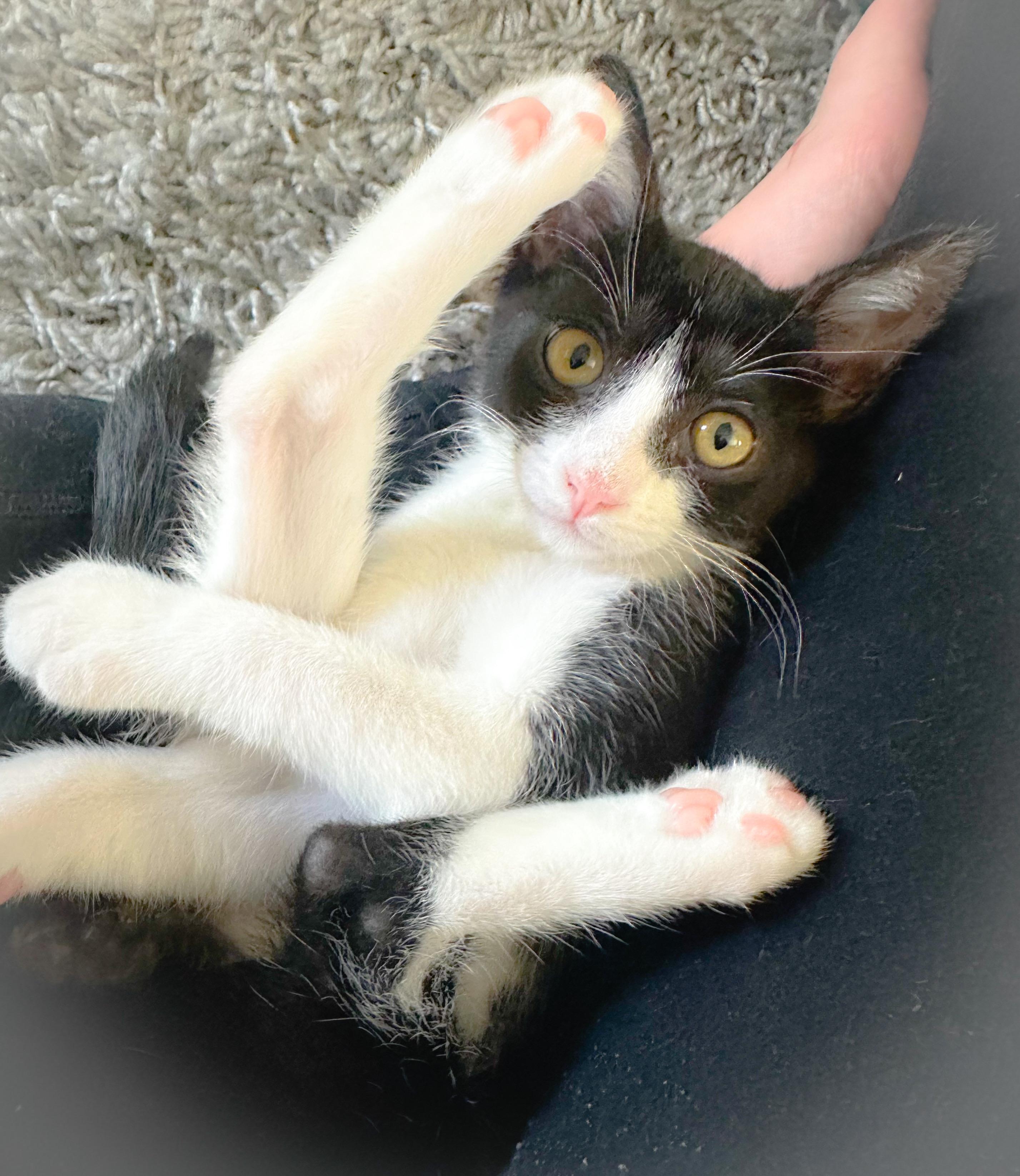 Riot, a ADOPTABLE Tuxedo in Oakley, CA image 4/6