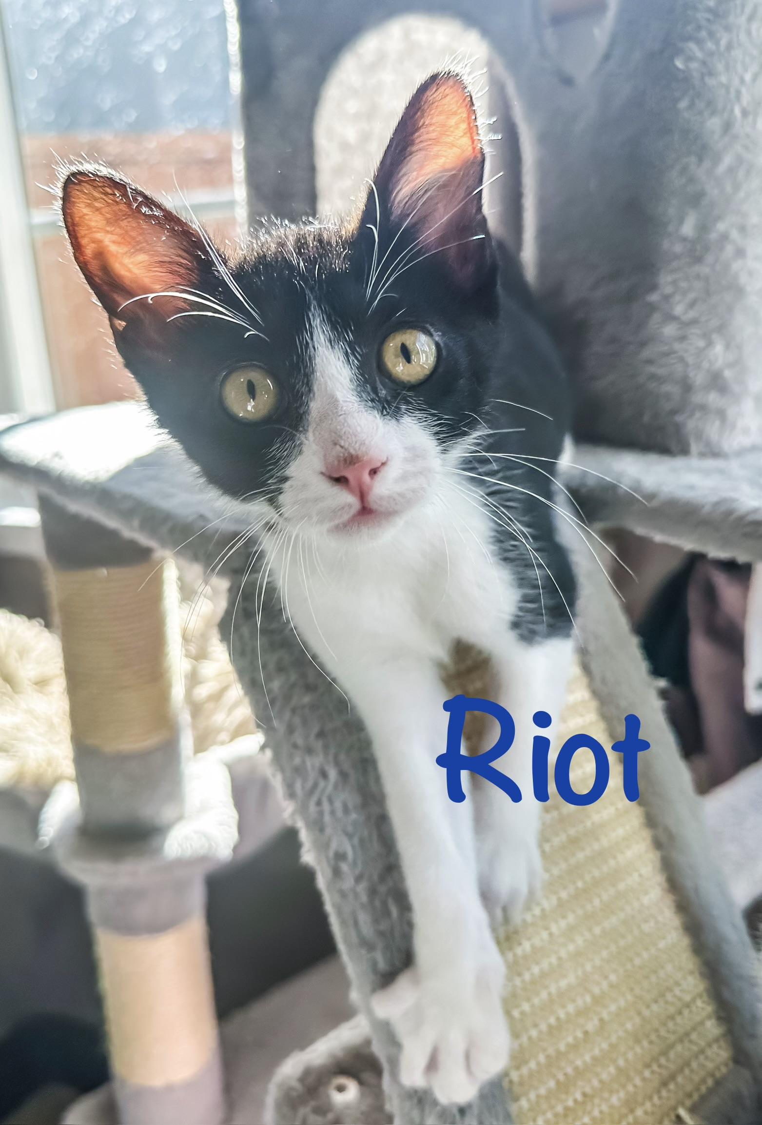 Riot, ADOPTABLE, Kitten Male Tuxedo.