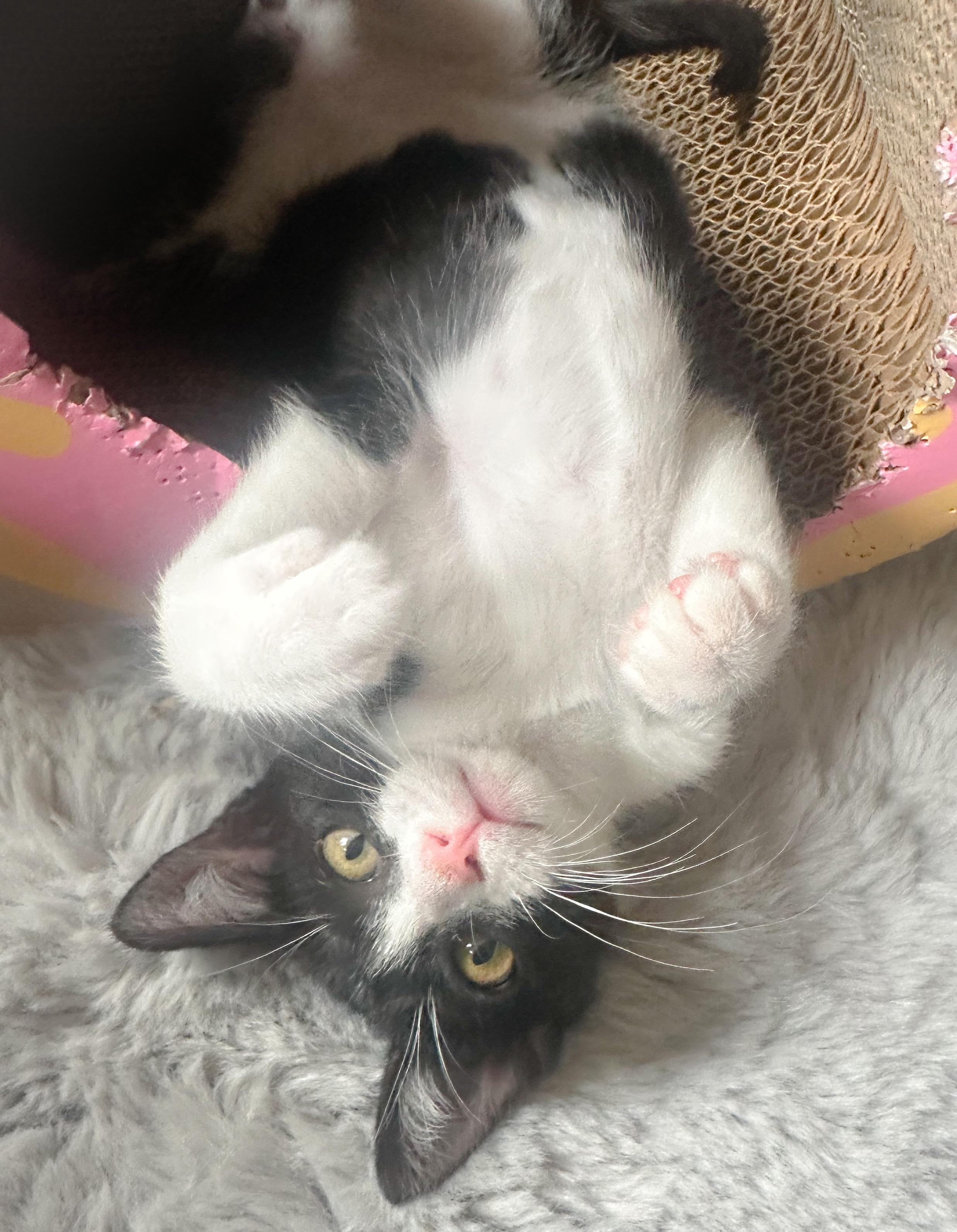 Riot, a ADOPTABLE Tuxedo in Oakley, CA image 6/6