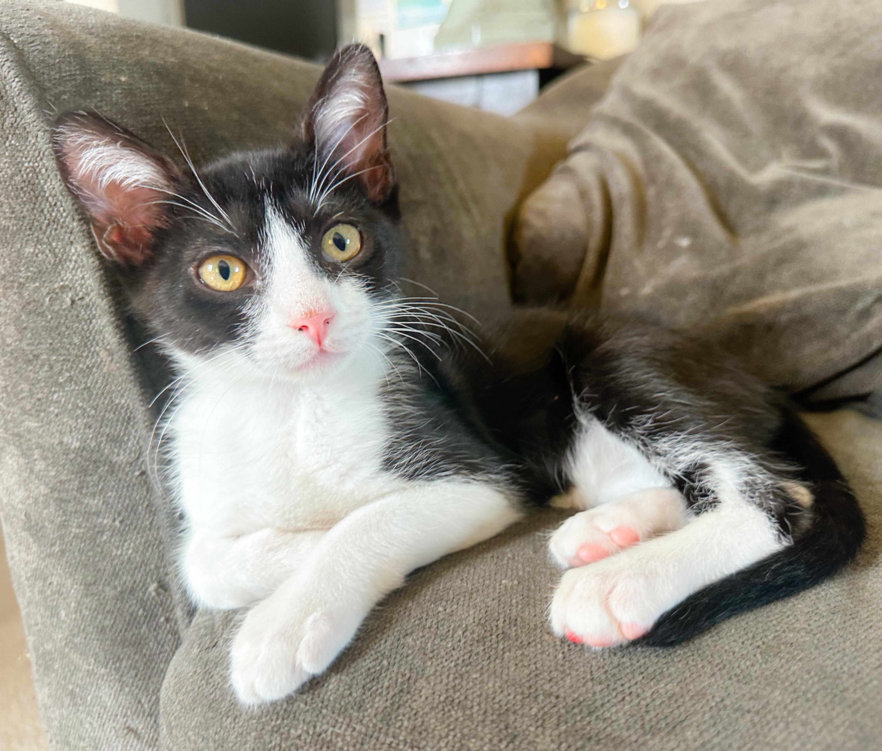 Riot, a ADOPTABLE Tuxedo in Oakley, CA image 5/6