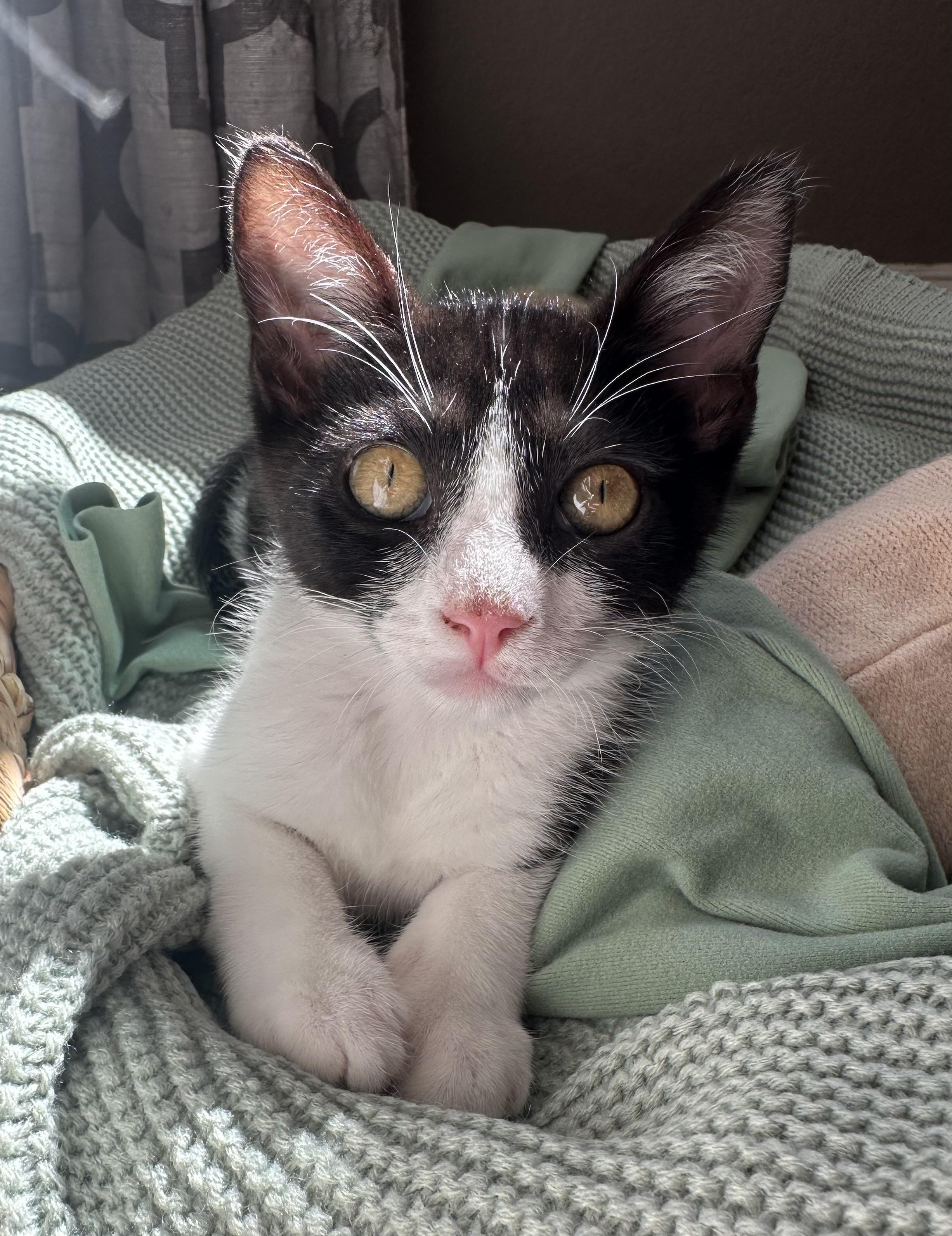 Riot, a ADOPTABLE Tuxedo in Oakley, CA image 2/6