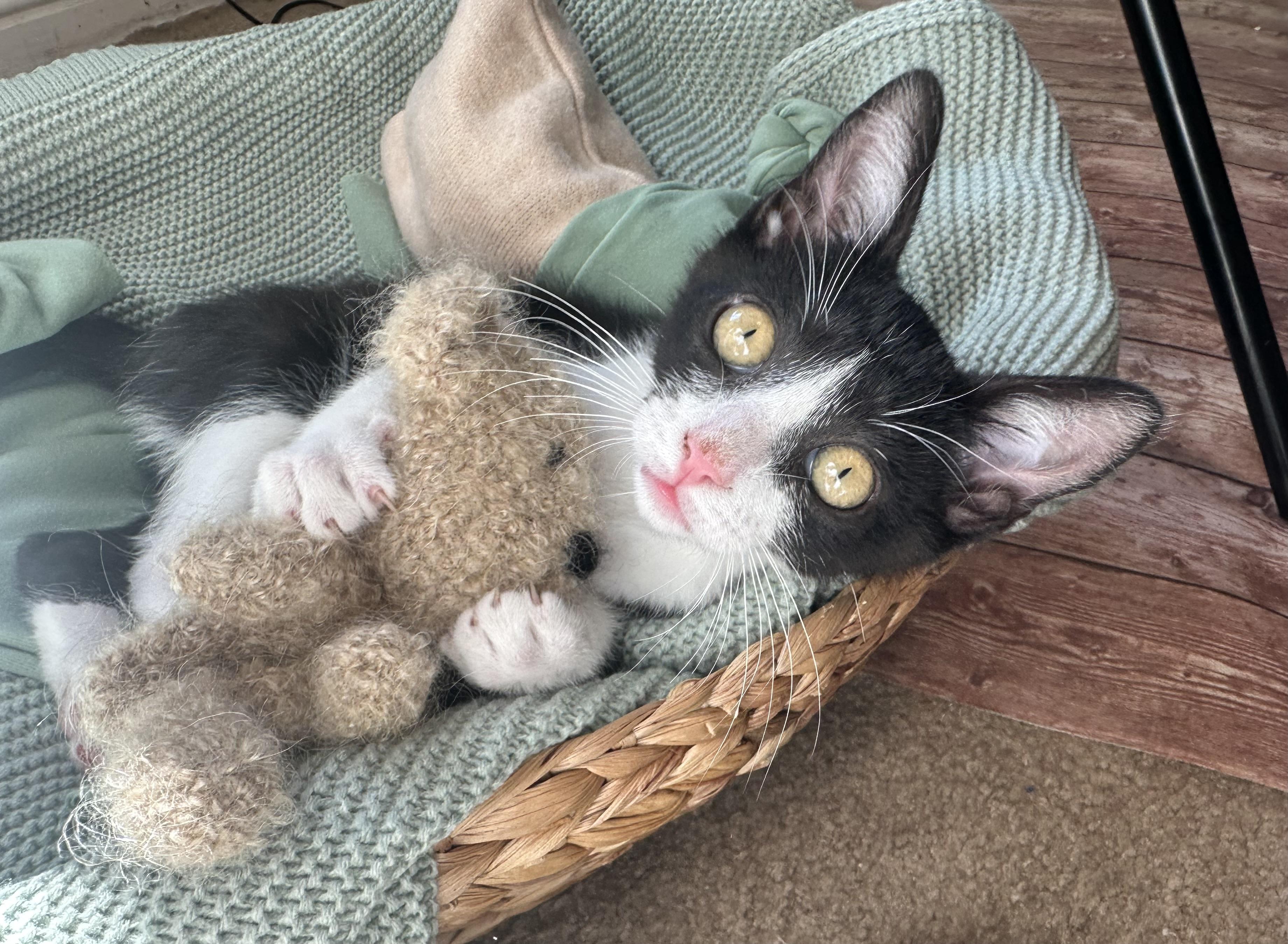Riot, a ADOPTABLE Tuxedo in Oakley, CA image 3/6