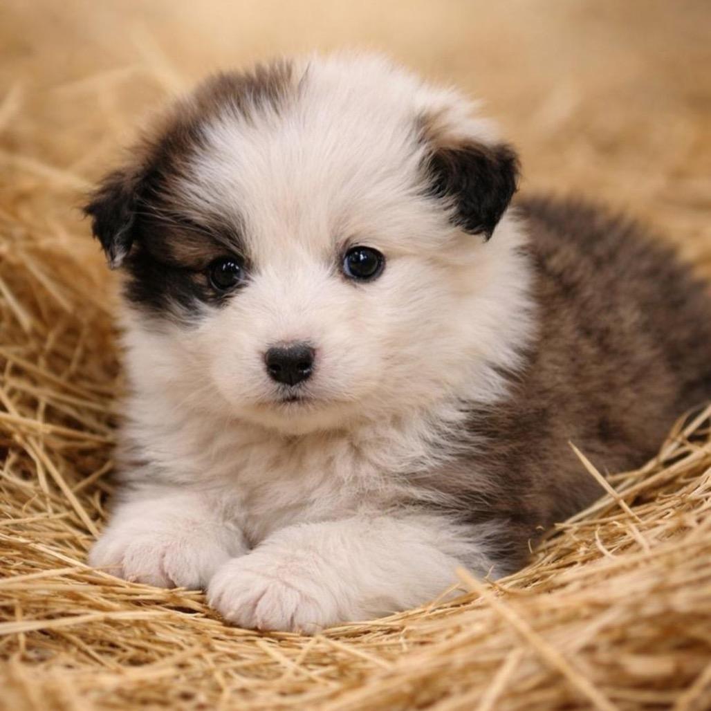 Enlarge Posie (in PA), a Adoptable Mixed Breed in Shoemakersville, PA image 1/1