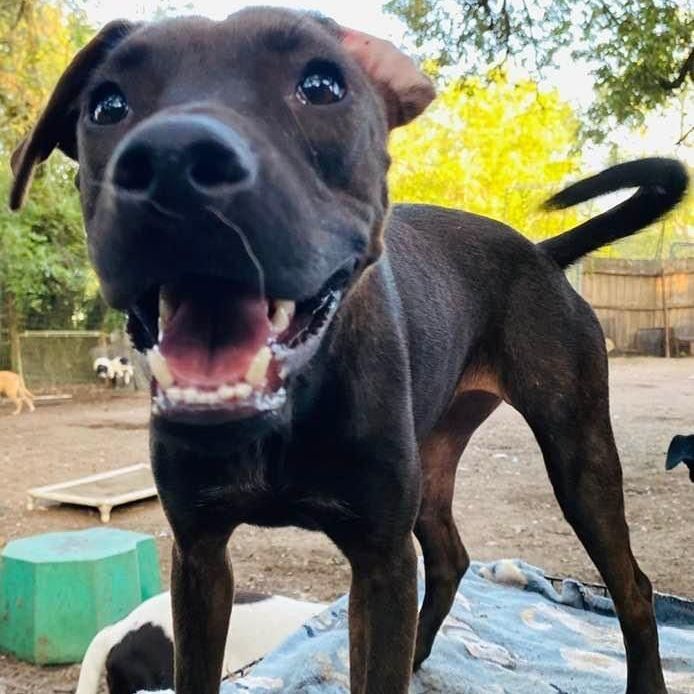 Pony, a Adoptable mixed breed in Goliad, TX image 2/14