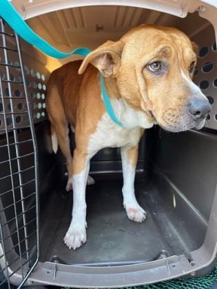 Walter, a Adoptable mixed breed in Port Allen, LA image 1/2