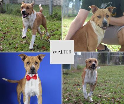 Walter, Adoptable, Young Male Shar-Pei & Mixed Breed.