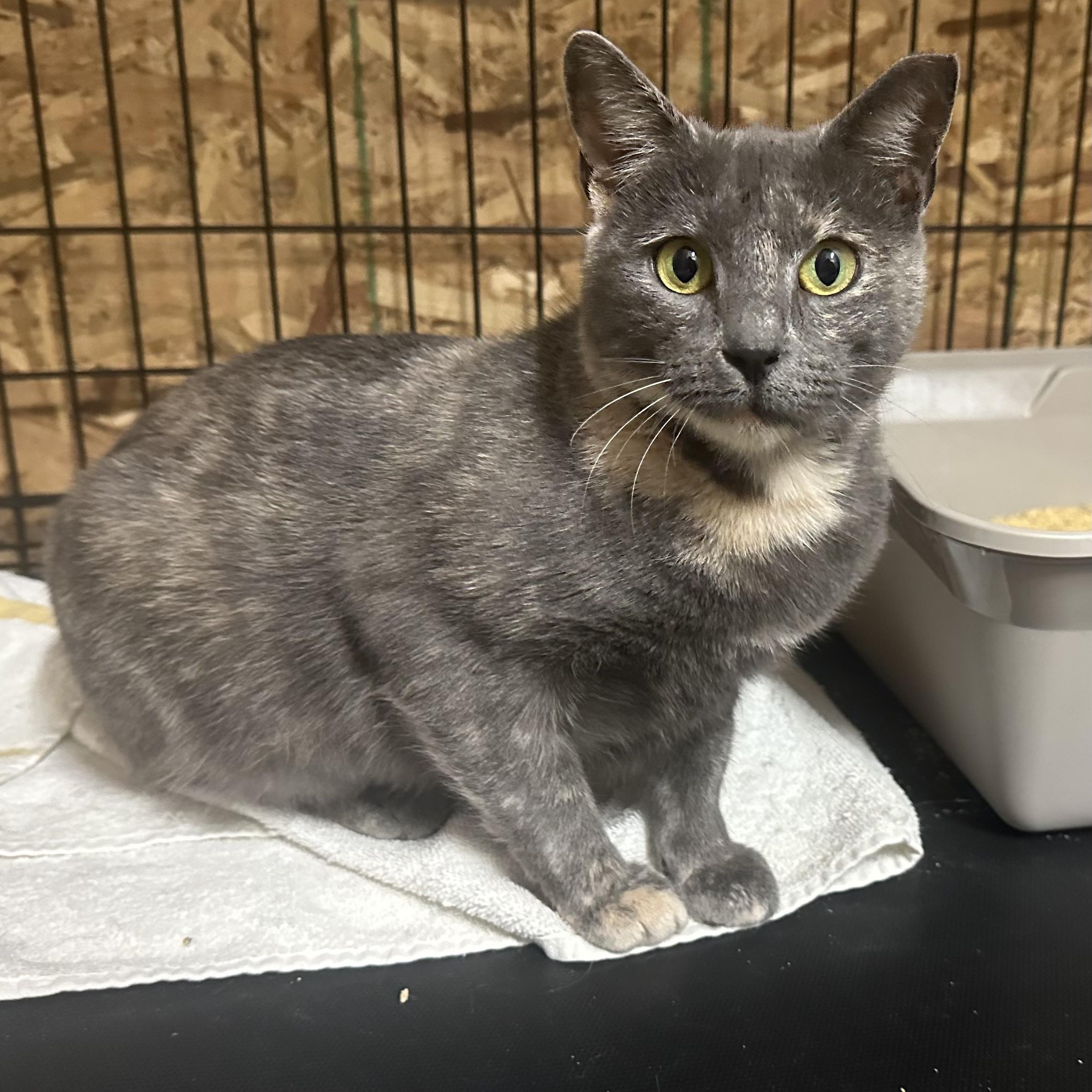 Lucy, ADOPTABLE, Young Female Domestic Short Hair.