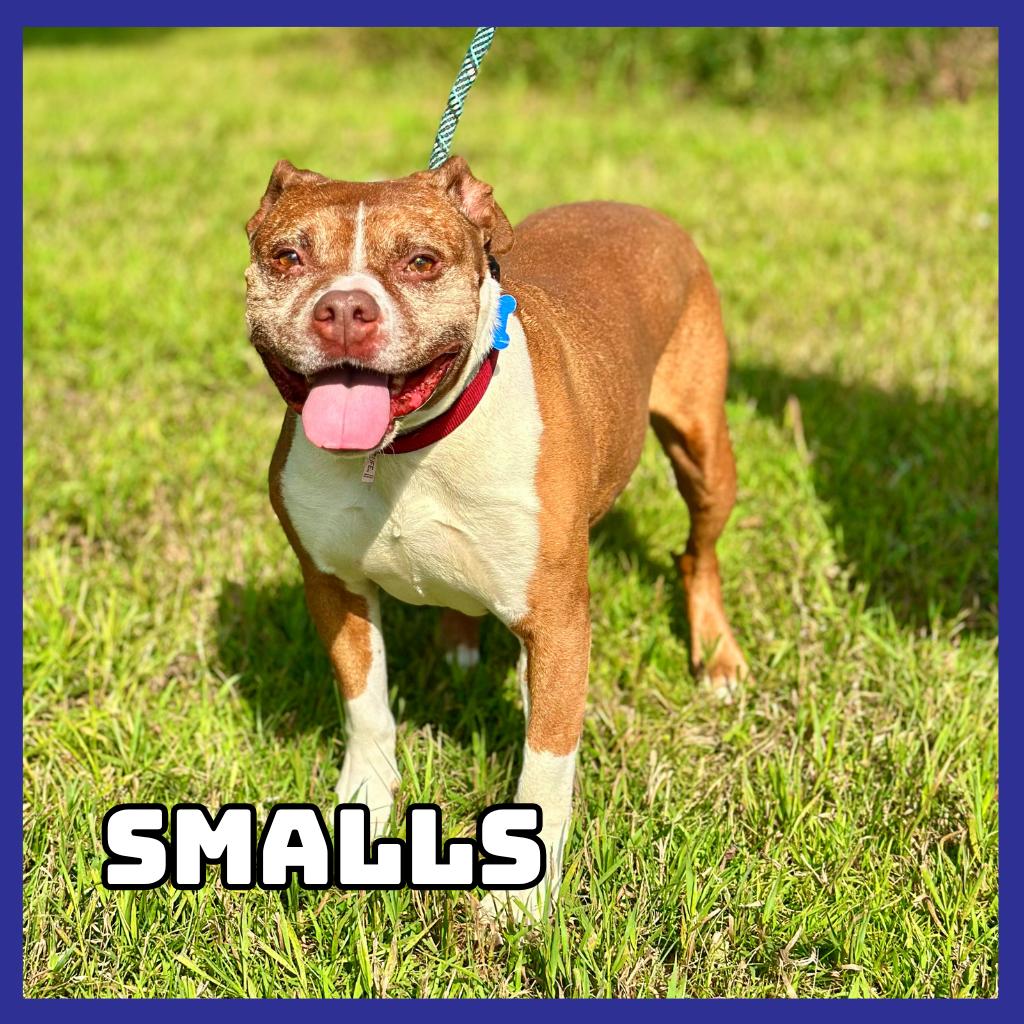 Smalls, Adoptable, Senior Male Pit Bull Terrier & American Bulldog.