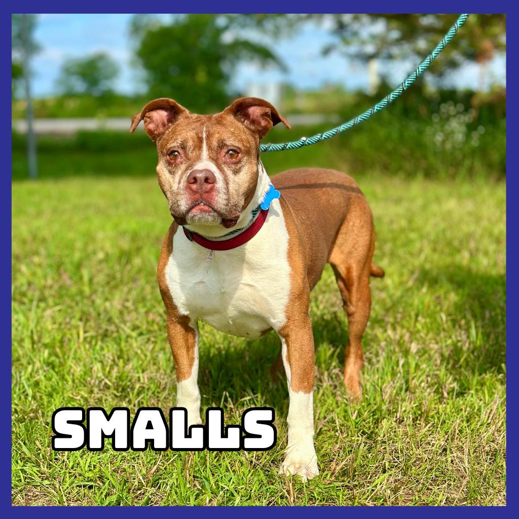 Smalls, a Adoptable mixed breed in Glenwood, MN image 2/3