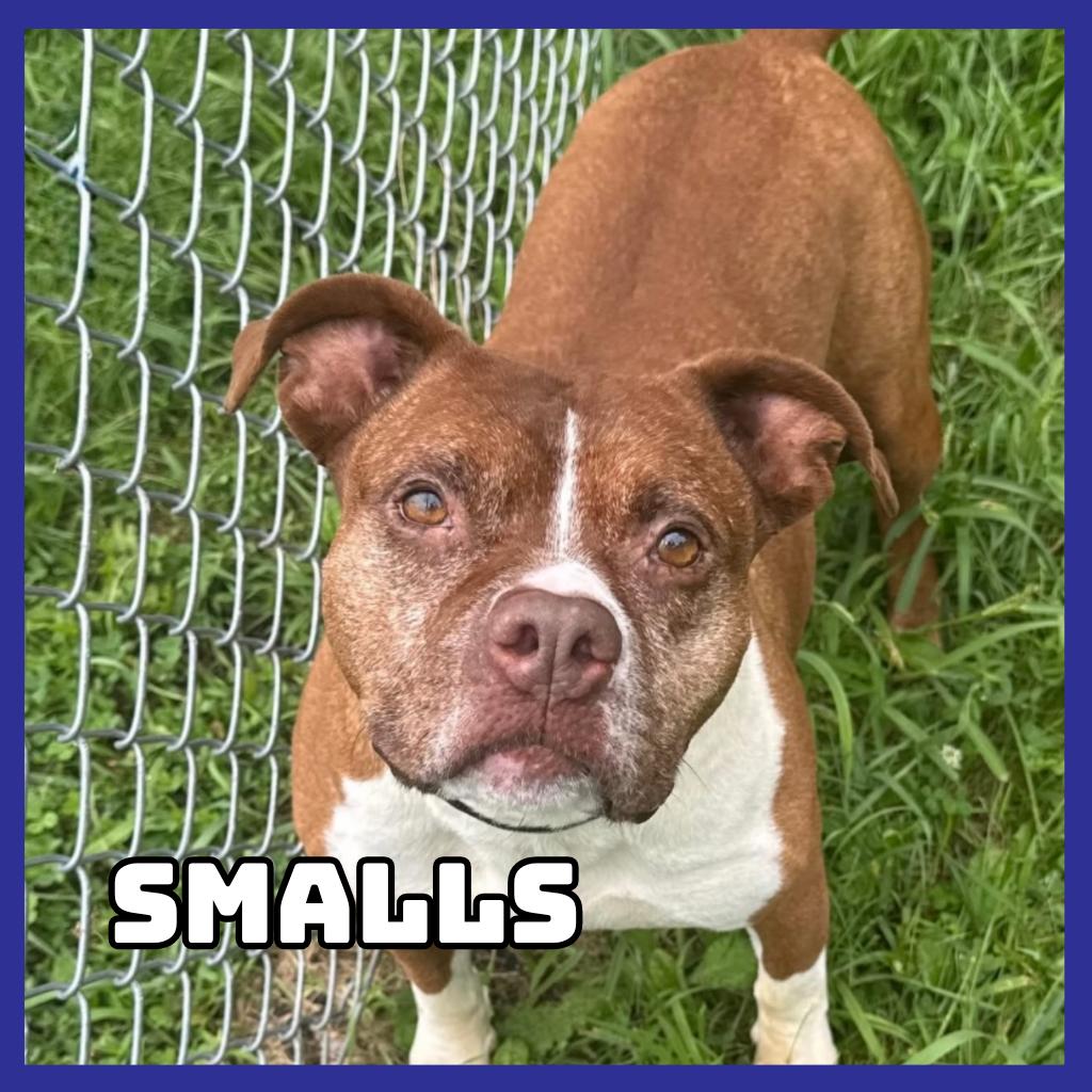 Smalls, a Adoptable mixed breed in Glenwood, MN image 3/3