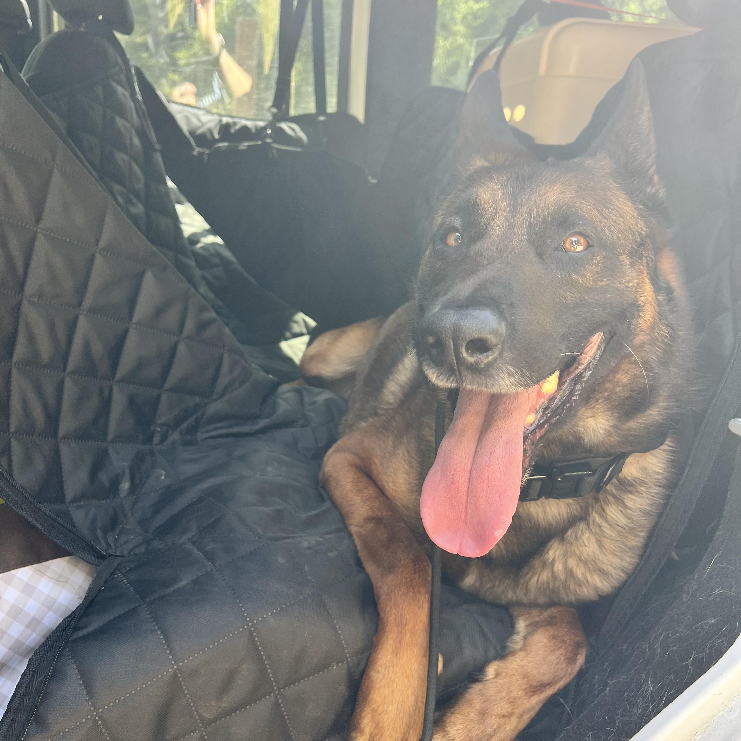 Enlarge Ender, a ADOPTABLE Belgian Shepherd / Malinois in Milford, NY image 5/6
